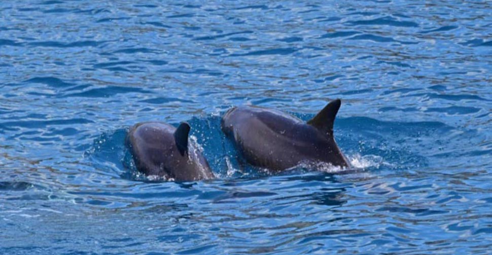Delfini all'isola d'Elba
