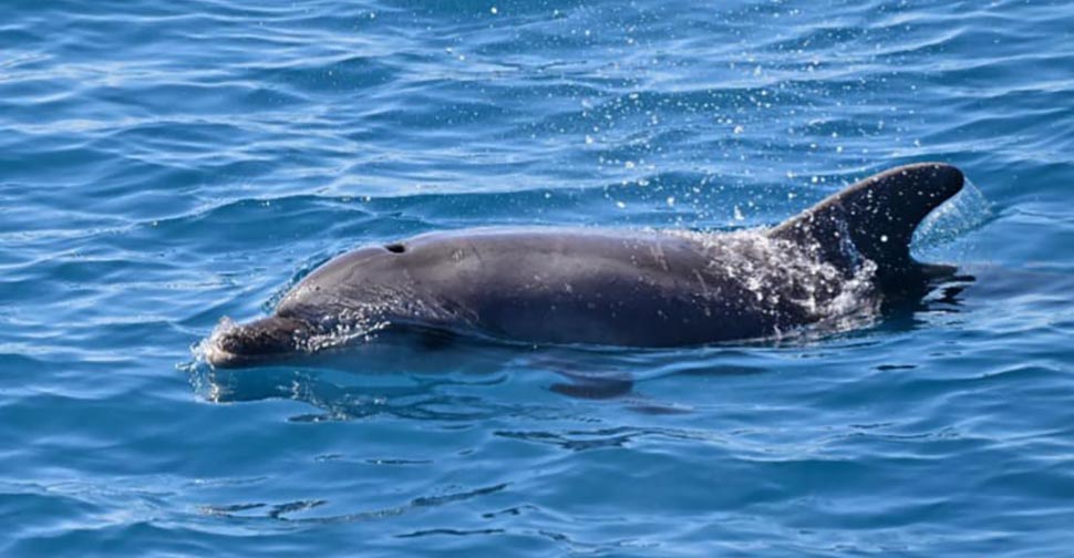 Delfini all'isola d'Elba